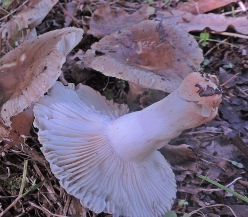 Russula di quercia
